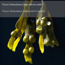 Cargar imagen en el visor de la galería, Crema Corporal Anticelulítica con Alga Fucus Vesiculosus